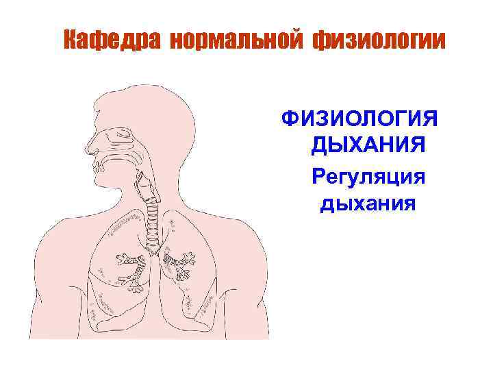 Физиология дыхания. Регуляция дыхания нормальная физиология. Физиология дыхания нормальная физиология. Резервные возможности системы дыхания физиология. Ротовое дыхание физиология.