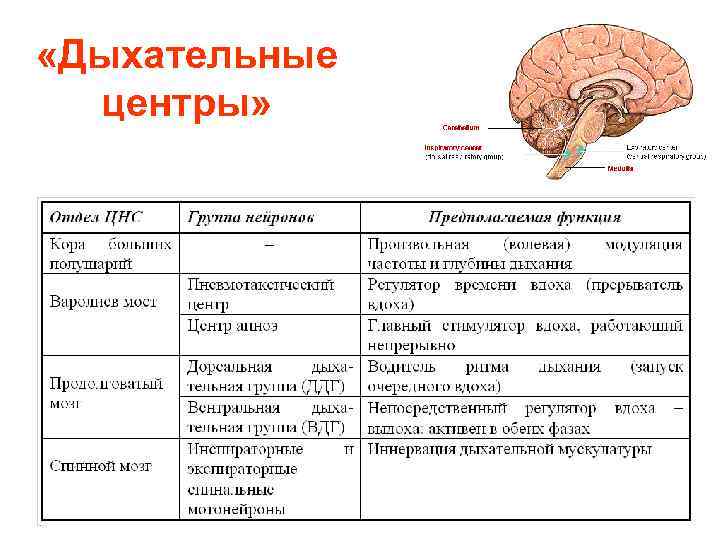 Дыхательный центр в мозге. Дыхательный центр и его строение. Структура дыхательного центра. Структура дыхательного центра физиология. Структура и локализация дыхательного центра.