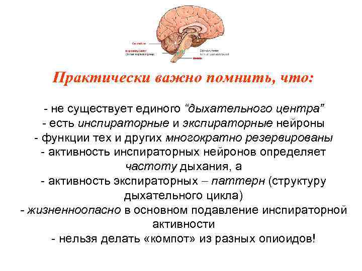 Практически важно помнить, что: - не существует единого “дыхательного центра” - есть инспираторные и