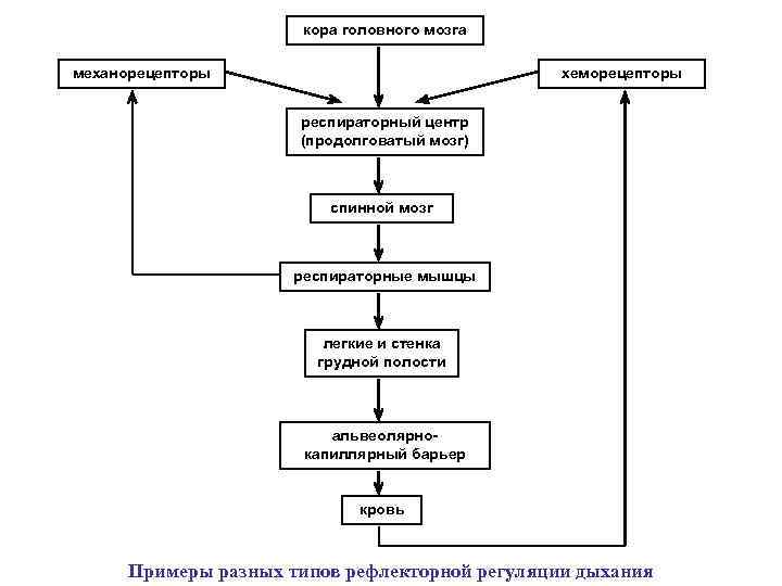 кора головного мозга механорецепторы хеморецепторы респираторный центр (продолговатый мозг) спинной мозг респираторные мышцы легкие