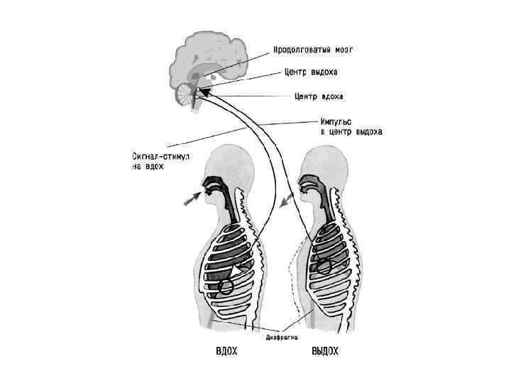 Вдох выдох пошло. Регуляция вдоха и выдоха схема. Акт вдоха и выдоха схема. Физиология дыхательной системы вдох выдох. Механизм внешнего дыхания схема.