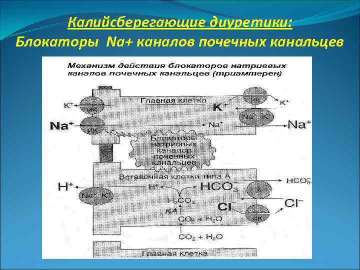 Калийсберегающие диуретики: Блокаторы Na+ каналов почечных канальцев 