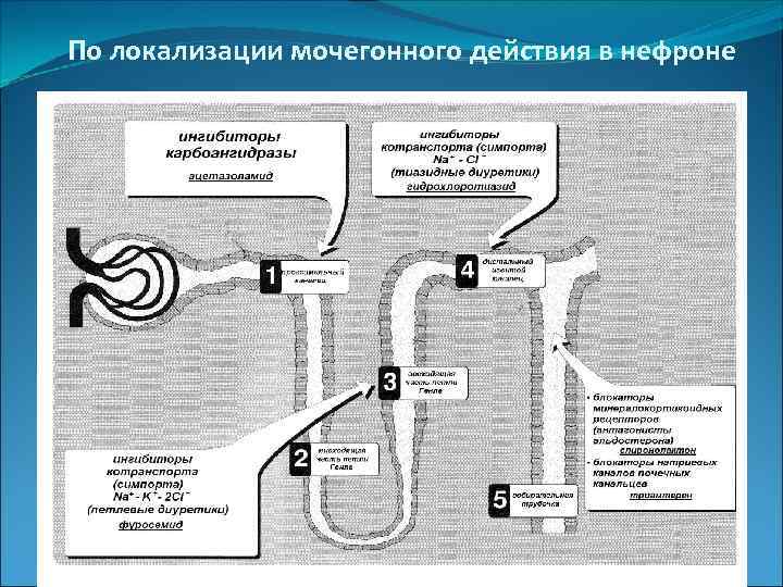  По локализации мочегонного действия в нефроне 