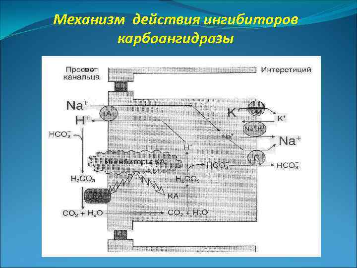 Механизм ингибиторов. Ингибиторы карбоангидразы механизм. Механизм действия ингибиторов. Карбоангидраза механизм действия. Физиологическая функция карбоангидразы.