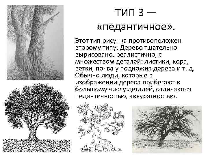 ТИП 3 — «педантичное» . Этот тип рисунка противоположен второму типу. Дерево тщательно вырисовано,