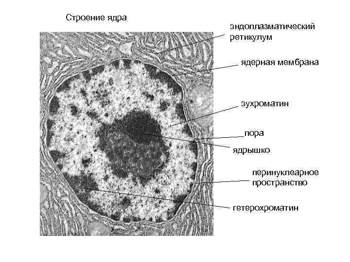 Строение ядра эндоплазматический ретикулум ядерная мембрана эухроматин пора ядрышко перинуклеарное пространство гетерохроматин 