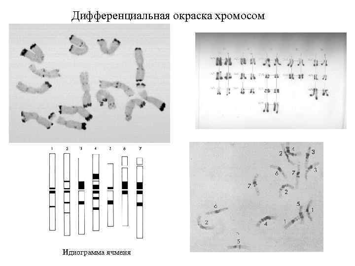 Дифференциальная окраска хромосом Идиограмма ячменя 