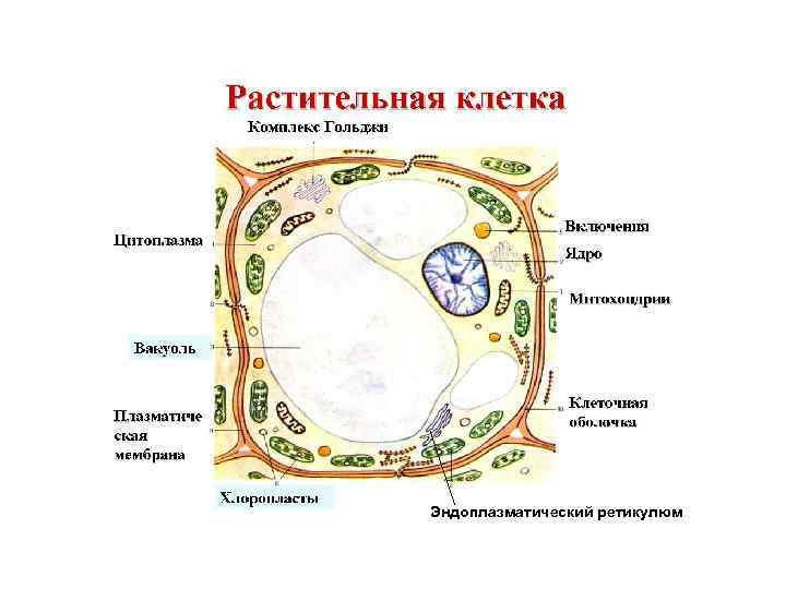 Эндоплазматический ретикулюм 