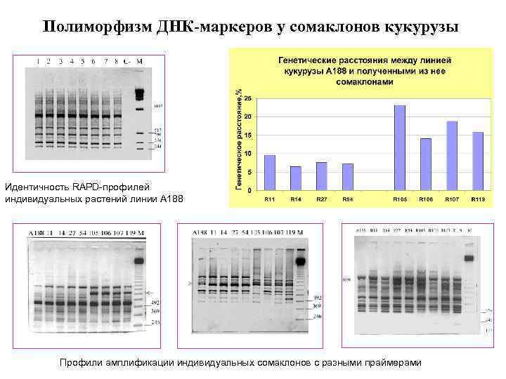 Полиморфизм ДНК-маркеров у сомаклонов кукурузы Идентичность RAPD-профилей индивидуальных растений линии А 188 Профили амплификации