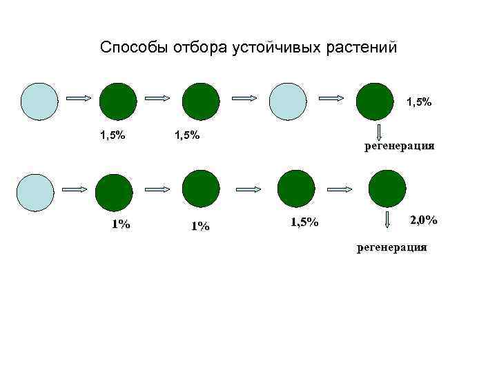 Способы отбора устойчивых растений 1, 5% 1% регенерация 1, 5% 2, 0% регенерация 