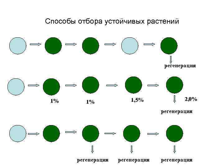 Способы отбора устойчивых растений регенерация 1% 1% 1, 5% 2, 0% регенерация 