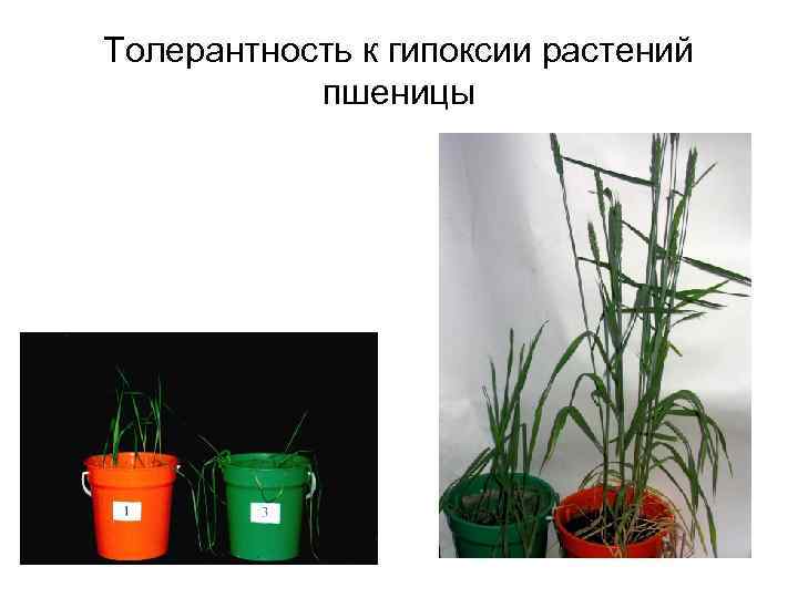 Толерантность к гипоксии растений пшеницы 