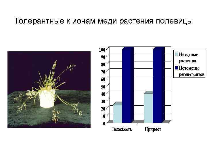 Толерантные к ионам меди растения полевицы 