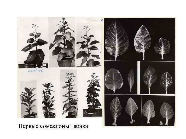Первые сомаклоны табака 
