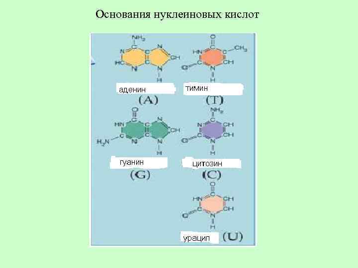 Основания нуклеиновых кислот 