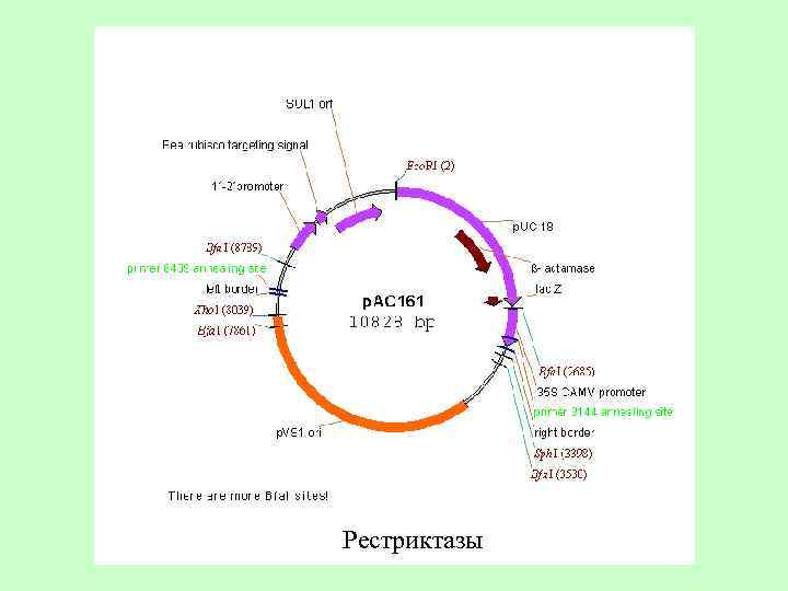 Рестриктазы 