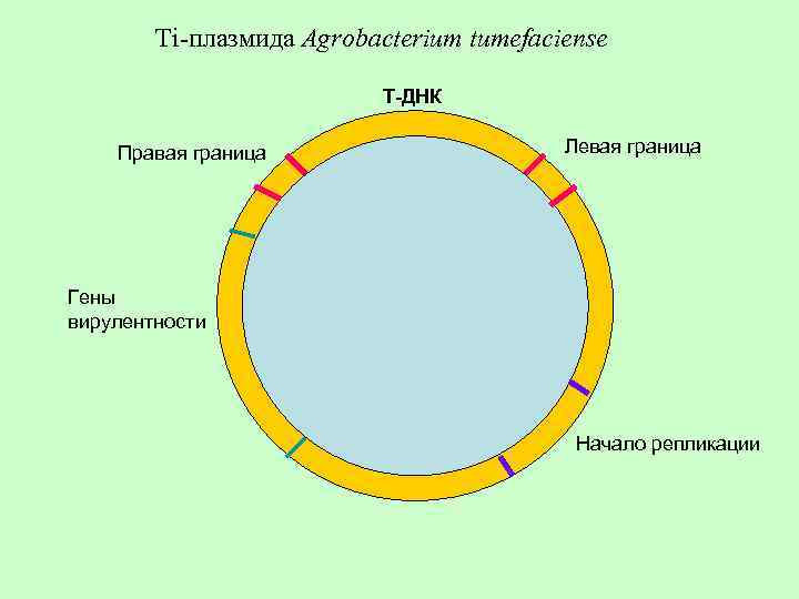 Плазмиды