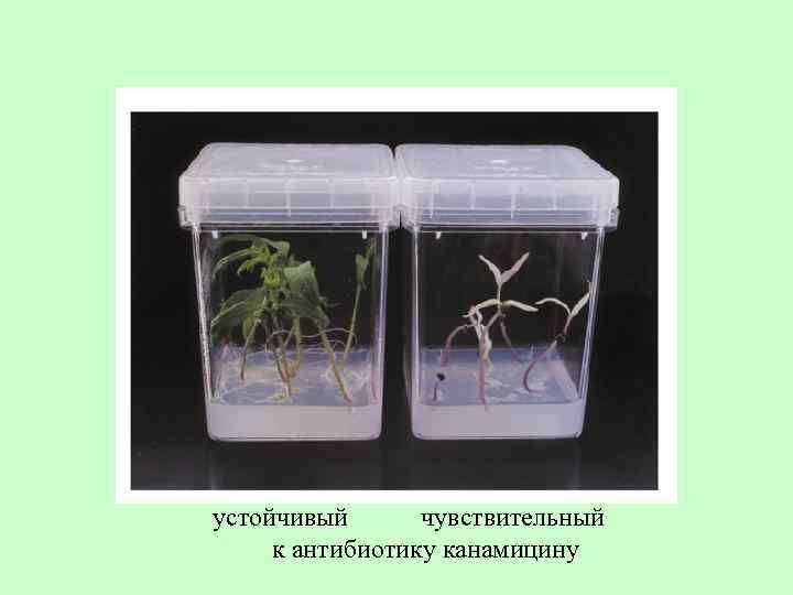 устойчивый чувствительный к антибиотику канамицину 