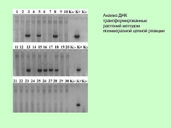 Анализ ДНК трансформированных растений методом полимеразной цепной реакции 