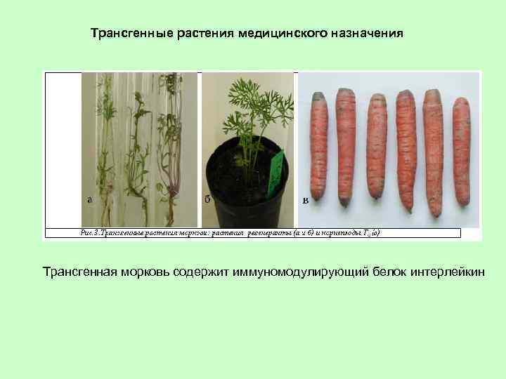 Трансгенные растения медицинского назначения Трансгенная морковь содержит иммуномодулирующий белок интерлейкин 