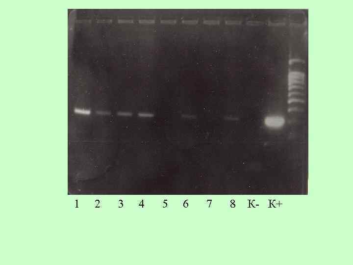 1 2 3 4 5 6 7 8 К- К+ 