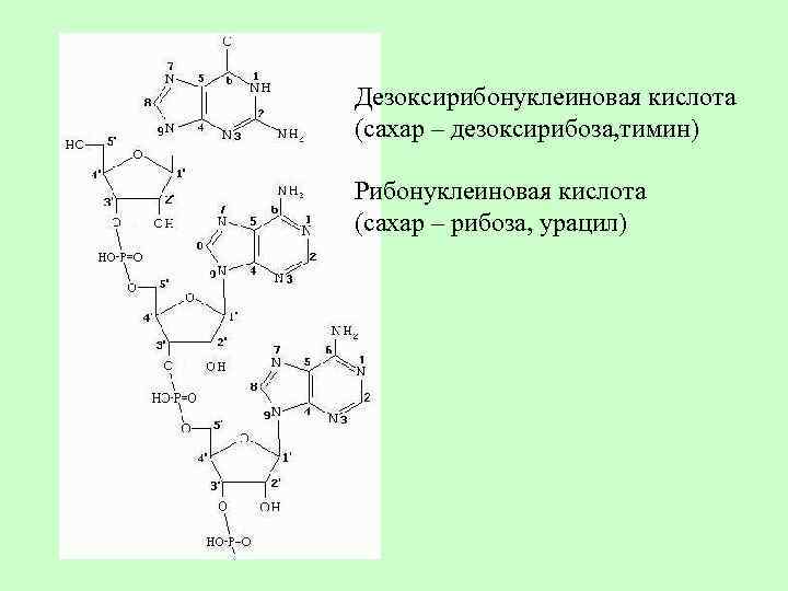 Дезоксирибоза в составе нуклеотида. Тимин и рибоза. Урацил рибоза. Сахар дезоксирибоза. Урацил дезоксирибоза.