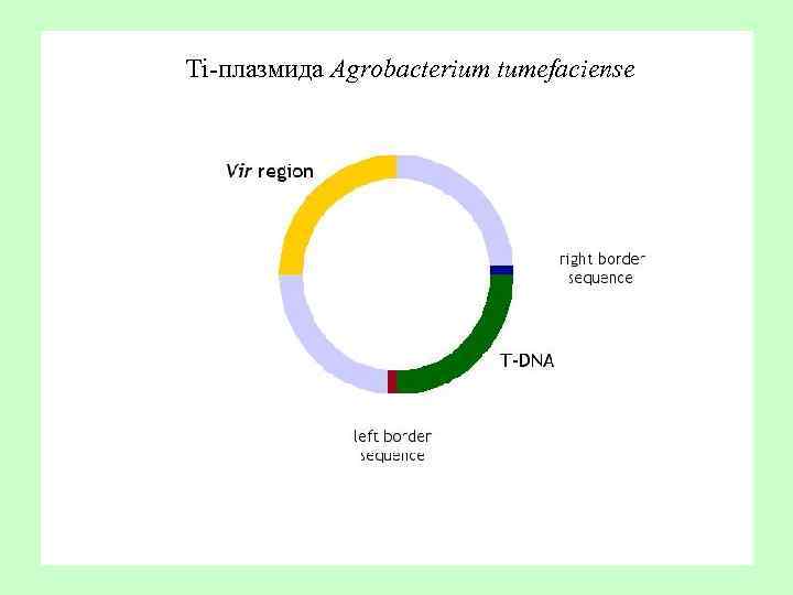 Ti-плазмида Agrobacterium tumefaciense 