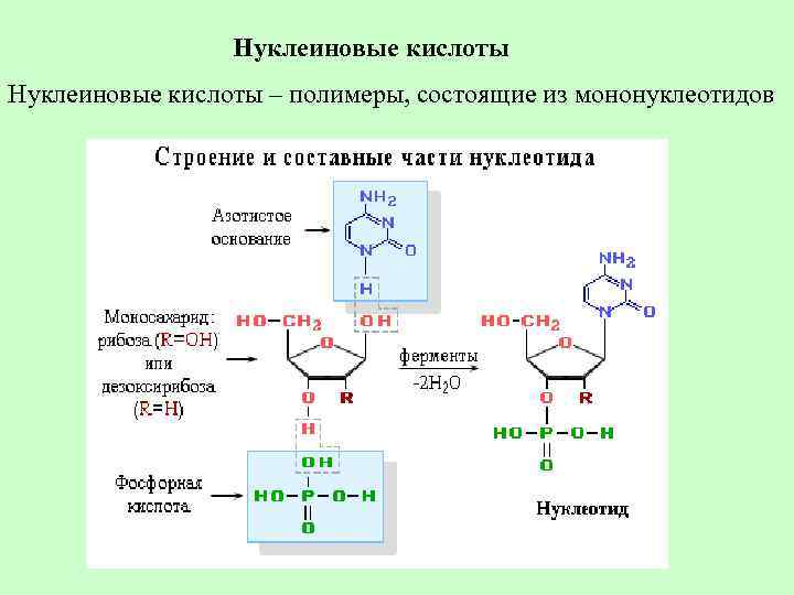 Нуклеиновые кислоты – полимеры, состоящие из мононуклеотидов 