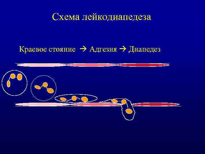 Схема лейкодиапедеза Краевое стояние Адгезия Диапедез 