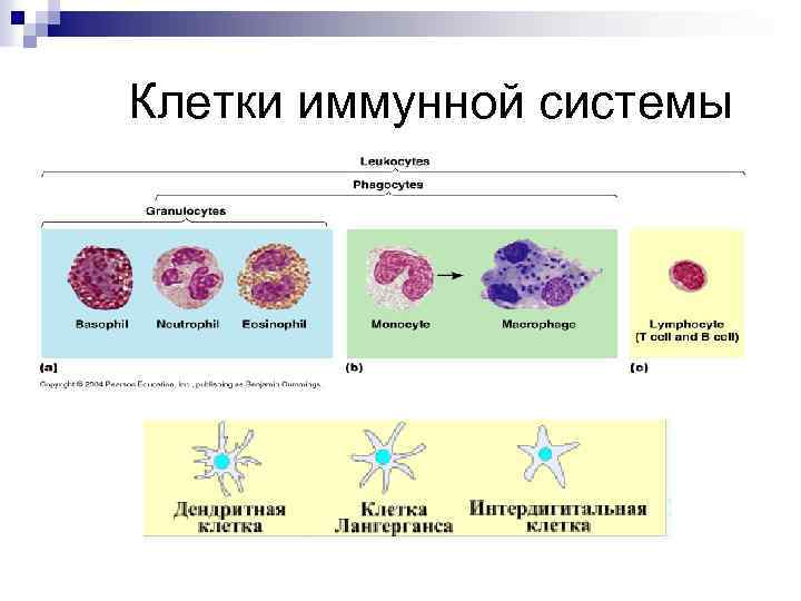 Органы иммунитета и иммунокомпетентные клетки схема