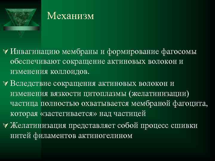  Механизм Ú Инвагинацию мембраны и формирование фагосомы обеспечивают сокращение актиновых волокон и изменения