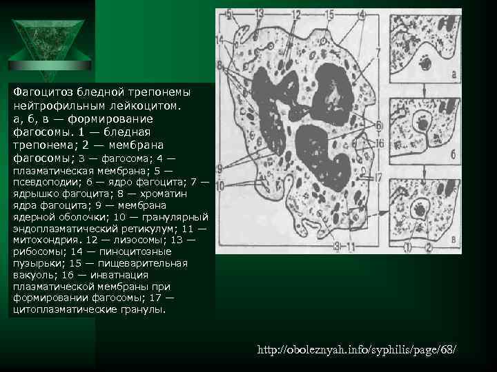 Фагоцитоз бледной трепонемы нейтрофильным лейкоцитом. а, б, в — формирование фагосомы. 1 — бледная