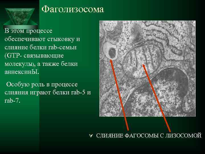  Фаголизосома В этом процессе обеспечивают стыковку и слияние белки rab-семьи (GTP- связывающие молеку.