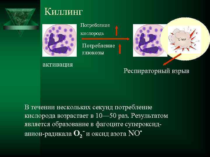  Киллинг Потребление кислорода Потребление глюкозы активация Респираторный взрыв В течении нескольких секунд потребление