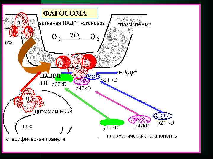 ФАГОСОМА О -2 2 О 2 О -2 НАДР+ НАДРН +Н+ 