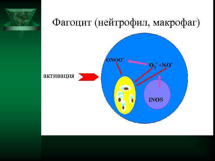  Фагоцит (нейтрофил, макрофаг) ОNОО- . О 2 - +NО активация i. NOS 