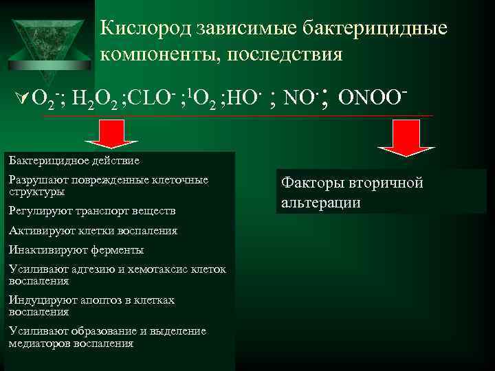  Кислород зависимые бактерицидные компоненты, последствия Ú О 2 -; Н 2 О 2