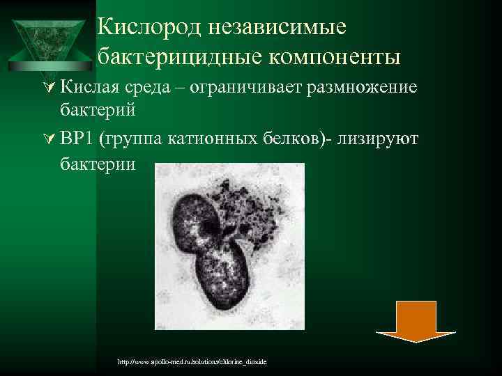  Кислород независимые бактерицидные компоненты Ú Кислая среда – ограничивает размножение бактерий Ú ВР