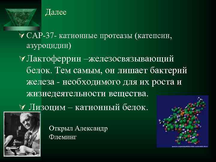  Далее Ú САР-37 - катионные протеазы (катепсин, азуроцидин) Ú Лактоферрин –железосвязывающий белок. Тем