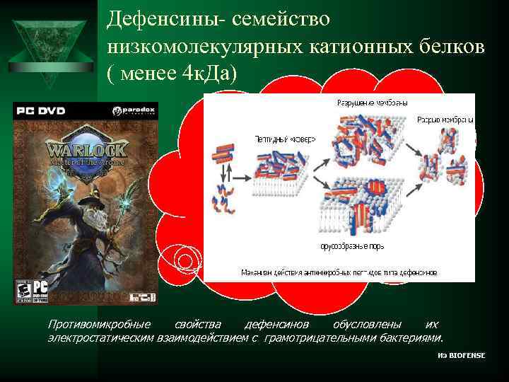  Дефенсины- семейство низкомолекулярных катионных белков ( менее 4 к. Да) Противомикробные свойства дефенсинов