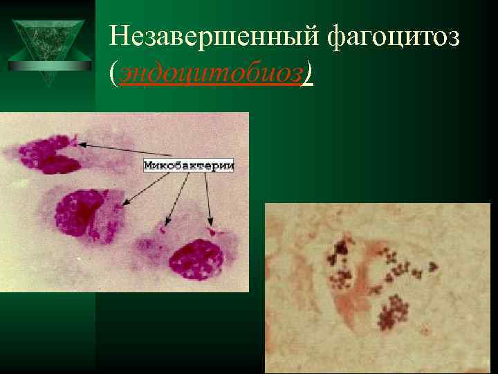 Незавершенный фагоцитоз (эндоцитобиоз) 