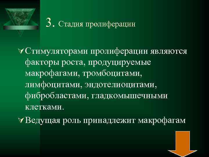  3. Стадия пролиферации Ú Стимуляторами пролиферации являются факторы роста, продуцируемые макрофагами, тромбоцитами, лимфоцитами,