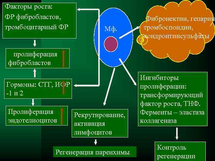 Факторы роста: ФР фибробластов, Фибронектин, гепарин, тромбоцитарный ФР Мф. тромбоспондин, хондроитинсульфаты пролиферация фибробластов Ингибиторы