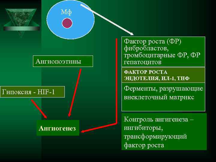  Мф Фактор роста (ФР) фибробластов, тромбоцитарные ФР, ФР Ангиопоэтины гепатоцитов ФАКТОР РОСТА ЭНДОТЕЛИЯ,