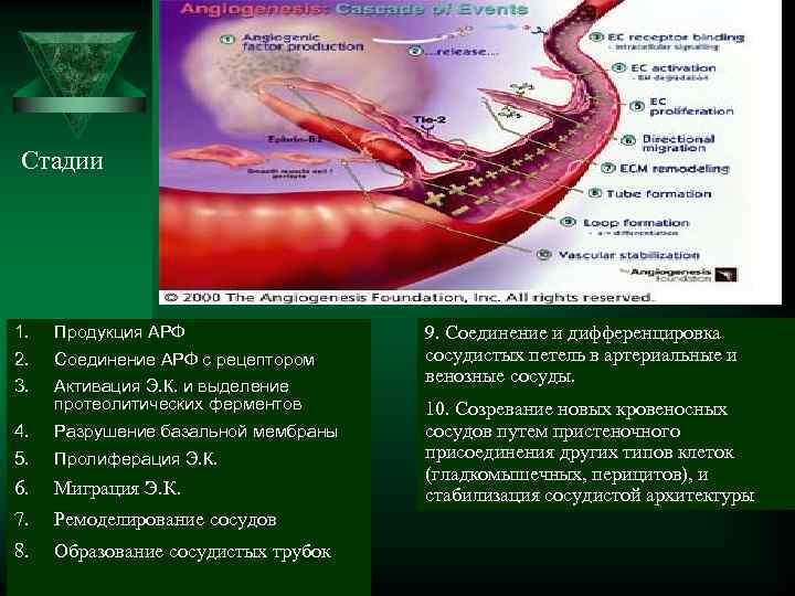 Стадии 1. Продукция АРФ 9. Соединение и дифференцировка 2. Соединение АРФ с рецептором сосудистых