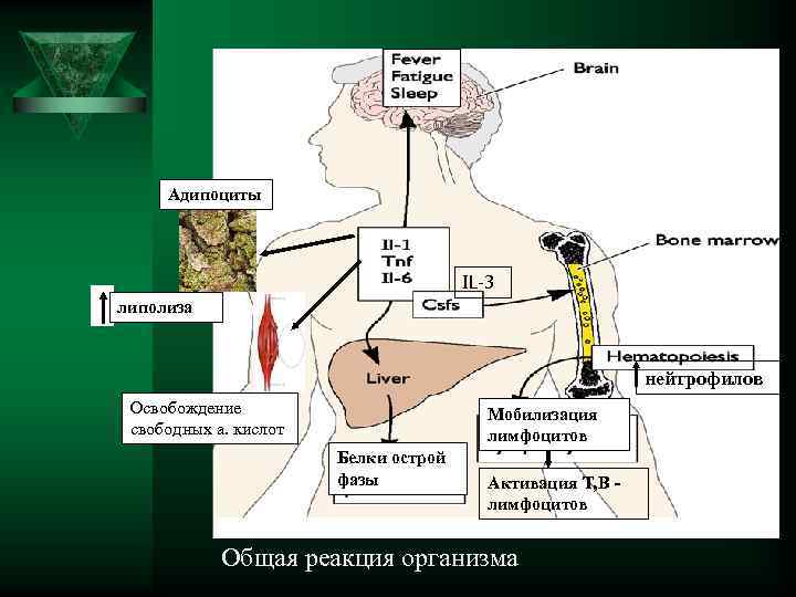  Адипоциты IL-3 липолиза нейтрофилов Освобождение Мобилизация свободных а. кислот лимфоцитов Белки острой фазы