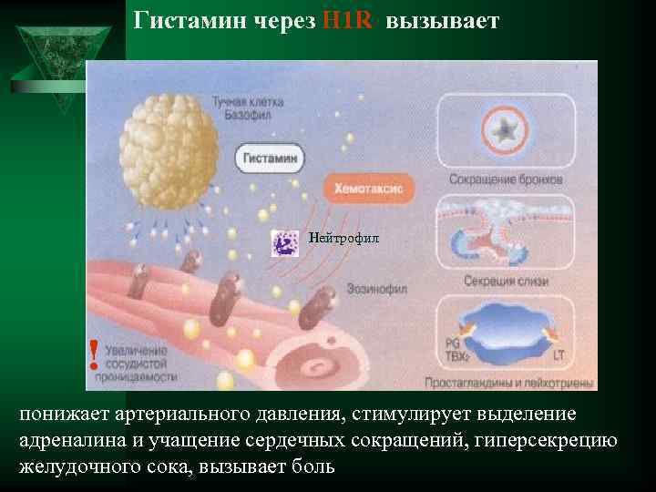  Гистамин через Н 1 R вызывает Нейтрофил ! понижает артериального давления, стимулирует выделение