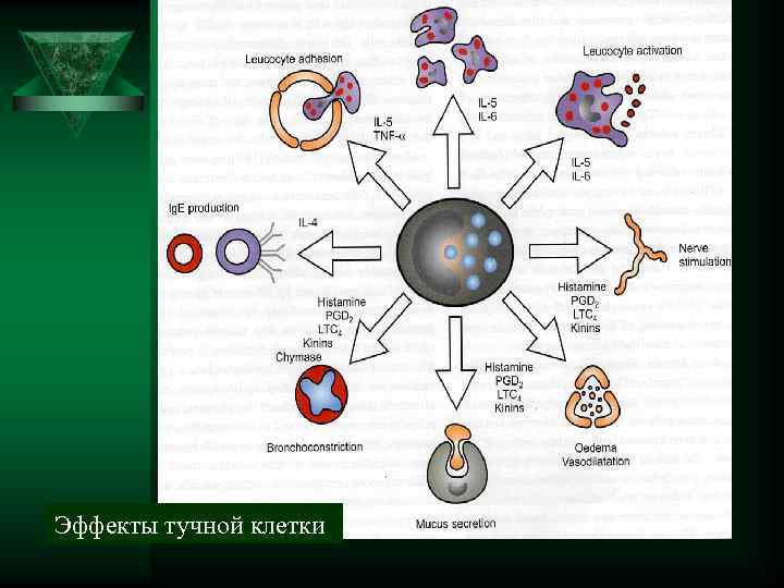 Эффекты тучной клетки 