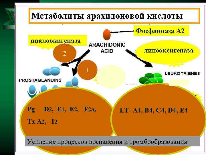  Метаболиты арахидоновой кислоты Фосфлипаза А 2 циклоокигеназа 2 липооксигеназа 1 Pg - D