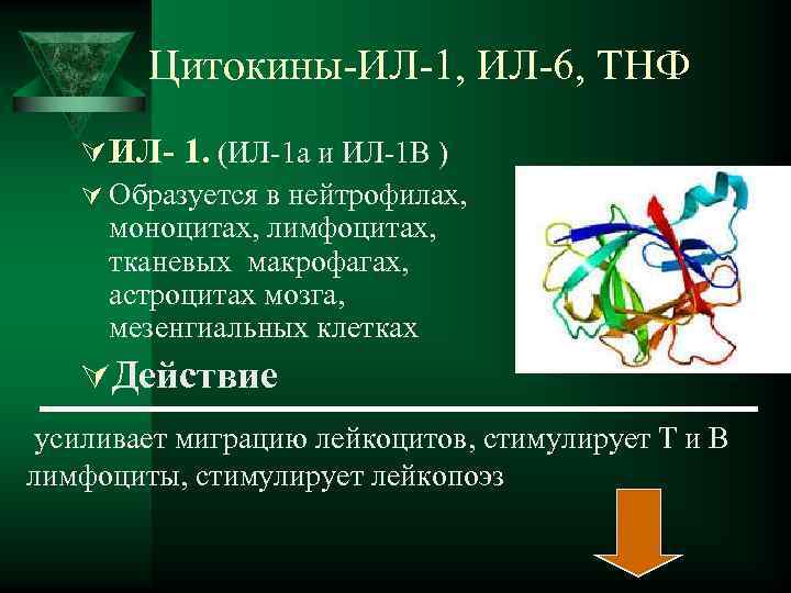  Цитокины-ИЛ-1, ИЛ-6, ТНФ Ú ИЛ- 1. (ИЛ-1 а и ИЛ-1 В ) Ú